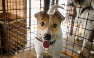 Purah möchte doch nur geliebt werden