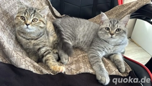 British shorthair katzen