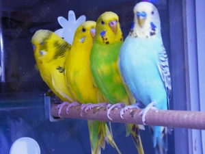 Wellensittiche  zu verkaufen.