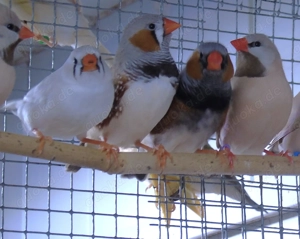 Spitzschwanz- Wellensittiche und Zebrafinken zu verkaufen.