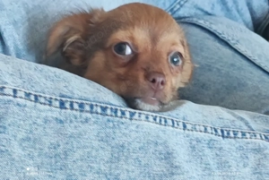 2 Chihuahua Mädels suchen ein schönes Zuhause.