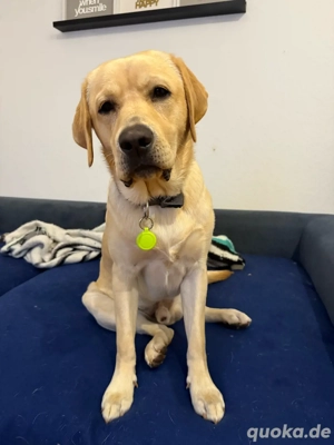 Labrador Retriever  Amore    liebevoller Junghund sucht geduldiges Zuhause   