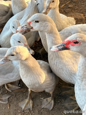 Flugenten perlgrau Bild 2