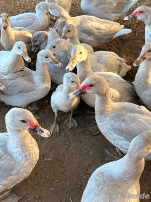 Flugenten perlgrau Bild 3