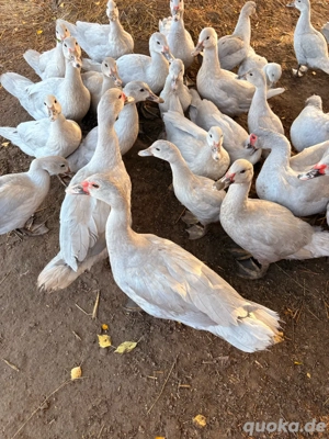 Flugenten perlgrau Bild 4