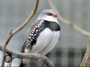 Diamantfinken verschiedene Mutationen 