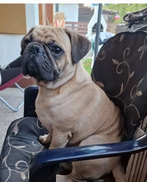 mops sucht zuhause 