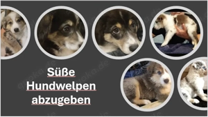 Aussi Border-Mix Welpen abzugeben