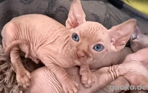 Sphynx Baby Kitten