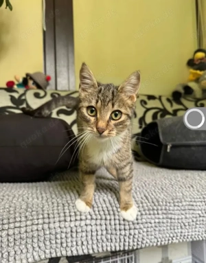 Olive Kleines Tigermädel sucht ihre verkuschelte Familie Bild 5