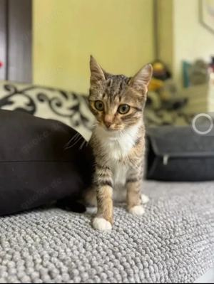 Olive Kleines Tigermädel sucht ihre verkuschelte Familie Bild 6