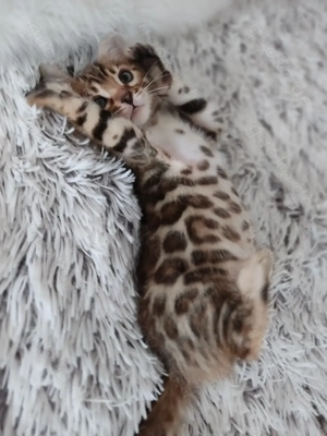 Wunderschöne Bengal Kitten mit Stammbaum. Abgabebereit.