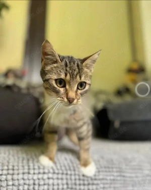 Olive Kleines Tigermädel sucht ihre verkuschelte Familie Bild 4