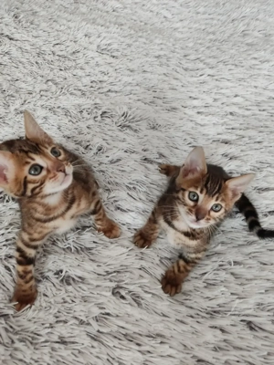 Wunderschöne Bengal Kitten mit Stammbaum. Abgabebereit.