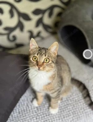 Olive Kleines Tigermädel sucht ihre verkuschelte Familie