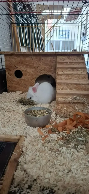 Löwenzwergkaninchen Bild 2