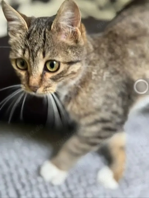 Olive Kleines Tigermädel sucht ihre verkuschelte Familie Bild 3