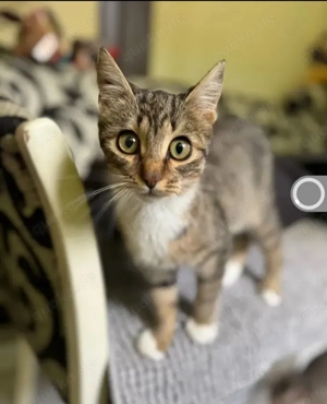 Olive Kleines Tigermädel sucht ihre verkuschelte Familie Bild 2