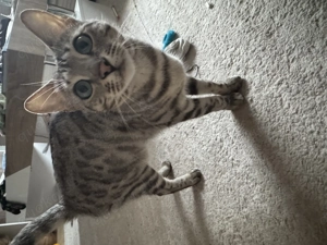 Einzelgängerin  Bengalin