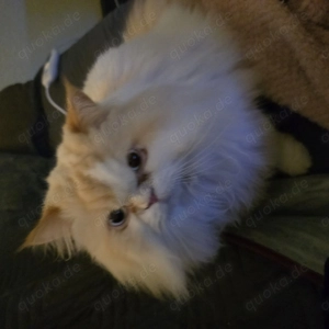 Perserkater kastriert 