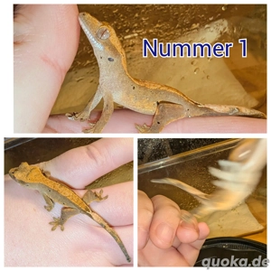 0.0.4 Kronengecko Babys 