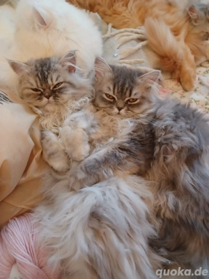 Baby katze Perser Mädchen.Junge.  Bild 2 Baby katze Perser Mädchen.Junge.  Bild 2