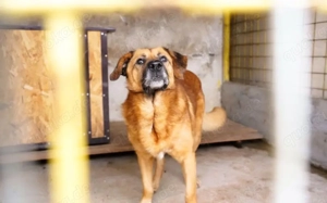 Buiscuit sucht seinen Heimathafen