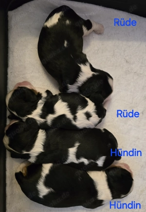 Cavalier King Charles Spaniel Welpen mit Ahnentafel 