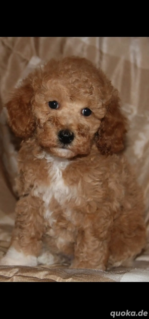Zwergpudel Welpen (Rüde+Hündin) 