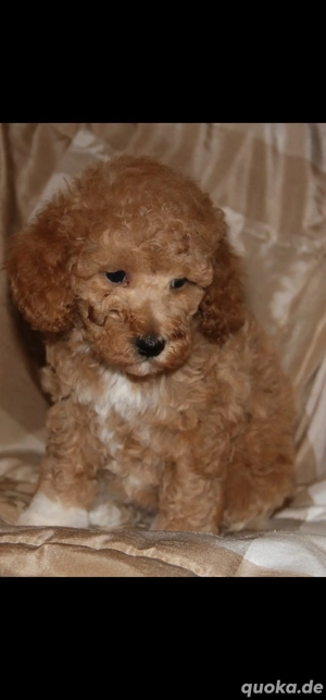 Zwergpudel Welpen (Rüde+Hündin)  Bild 2