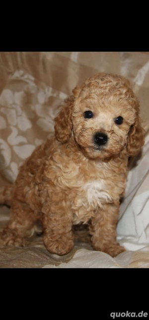 Zwergpudel Welpen (Rüde+Hündin)  Bild 3