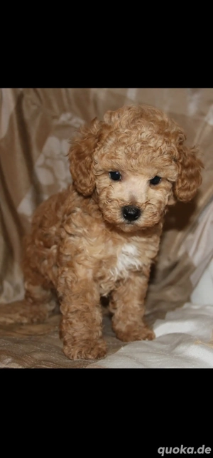 Zwergpudel Welpen (Rüde+Hündin)  Bild 4