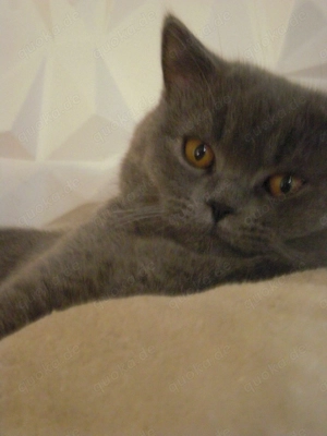 Reinrassige 2 BKH junge Kater  in grau sind  eine Schmusekatzen :))