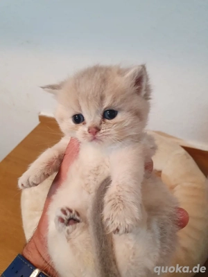 BKH silver-shaded Babykatzen Bild 4