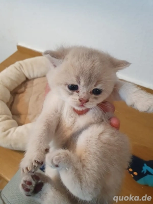 BKH silver-shaded Babykatzen Bild 5