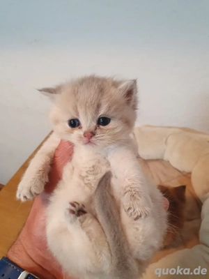 BKH silver-shaded Babykatzen Bild 3