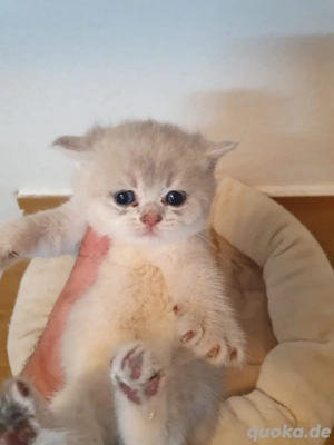 BKH silver-shaded Babykatzen Bild 2