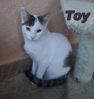 Glückspilz Toy in sein neues Leben abzugeben