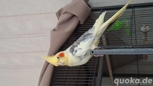 2 Zahme Nymphensittiche 