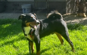 Amadeus ein kleinerer  Appenzeller sucht  seinen Menschen