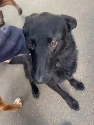 schwarzer Schäferhund Mischlings-Rüde Lupin sucht ein Körbchen Bild 7