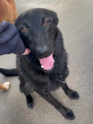 schwarzer Schäferhund Mischlings-Rüde Lupin sucht ein Körbchen Bild 2