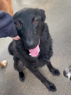 schwarzer Schäferhund Mischlings-Rüde Lupin sucht ein Körbchen Bild 5