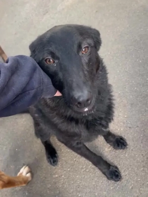 schwarzer Schäferhund Mischlings-Rüde Lupin sucht ein Körbchen Bild 3