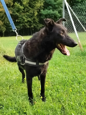 schwarzer Schäferhund Mischlings-Rüde Lupin sucht ein Körbchen Bild 6