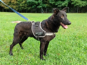schwarzer Schäferhund Mischlings-Rüde Lupin sucht ein Körbchen Bild 4