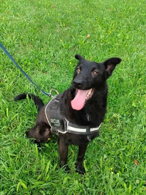 schwarzer Schäferhund Mischlings-Rüde Lupin sucht ein Körbchen Bild 9