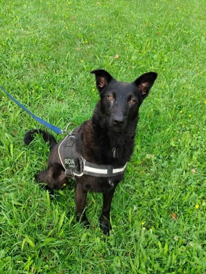 schwarzer Schäferhund Mischlings-Rüde Lupin sucht ein Körbchen Bild 8