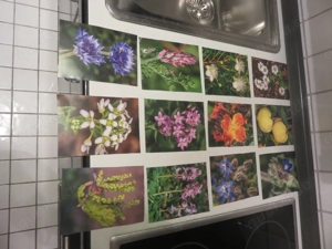 Blumenbilder zu verschenken