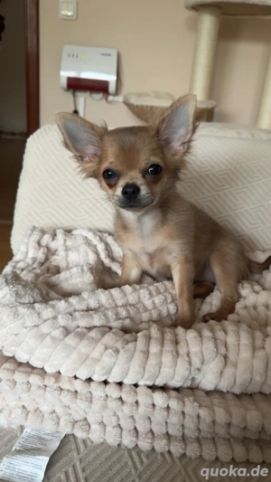 Chihuahua Mädchen 